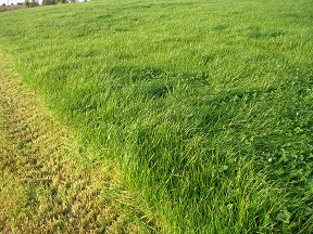 Grass Cut small