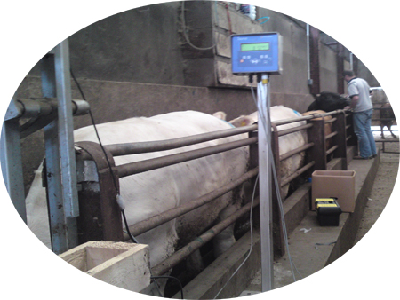 Greenforage dairy cow weighing system