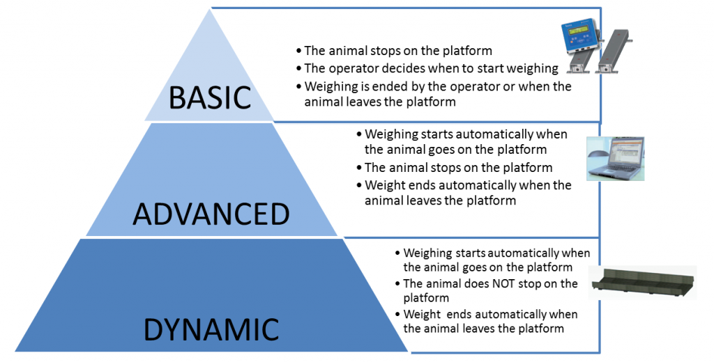 dairy cow scale system